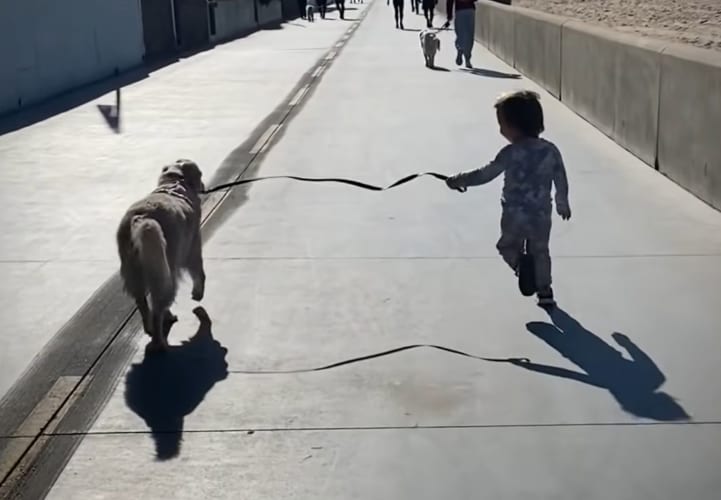 男の子が赤ちゃんの時からそばにいるゴールデンレトリバー。ふたりが築いた特別な関係が温かくて微笑ましい