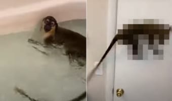 お風呂の入り方が自由すぎる！！おサルさんは全然ゆっくりお風呂に浸かるつもりはないようです