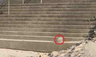 「あっ、毛繕い中の茶虎白ネコチャン!!」と思って駆け寄ったら・・・、その正体に愕然!!