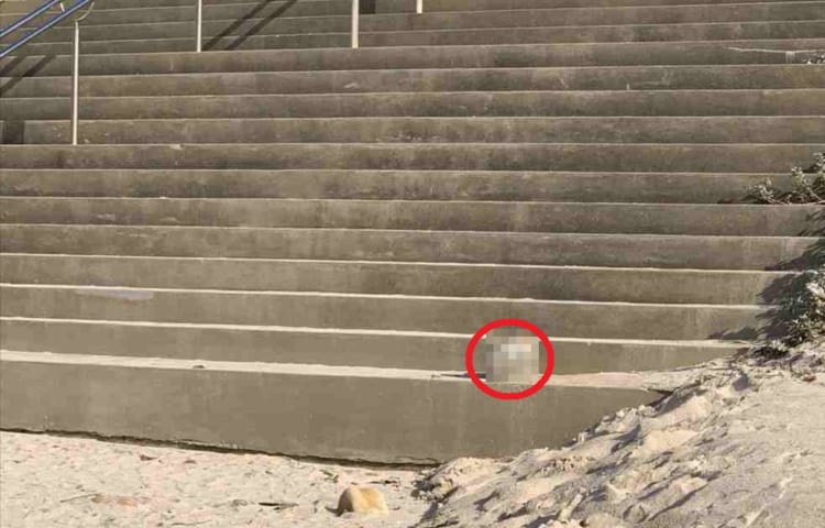 「あっ、毛繕い中の茶虎白ネコチャン！！」と思って駆け寄ったら・・・、その正体に愕然！！