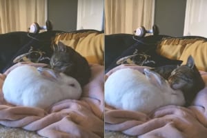 兄弟を亡くしたウサギ。その子を毛づくろいをしてあげるようになった同居猫との関係性に心打たれる