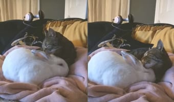 兄弟を亡くしたウサギ。その子を毛づくろいをしてあげるようになった同居猫との関係性に心打たれる