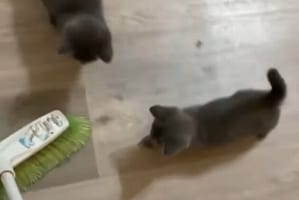 掃除をするたびにブラシを追いかける。好奇心旺盛な子猫たちがかわいい