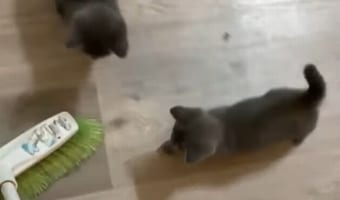 掃除をするたびにブラシを追いかける。好奇心旺盛な子猫たちがかわいい