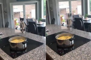 クツクツと茹でられているトウモロコシ。しかし、その様子を見ていた猫が気になるのはトウモロコシではなく・・・