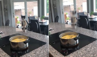 クツクツと茹でられているトウモロコシ。しかし、その様子を見ていた猫が気になるのはトウモロコシではなく・・・