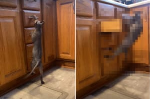 引き戸の取っ手をつたって登ろうとしたネコ。すると、この後まさかなサプライズが待っていたのでした！