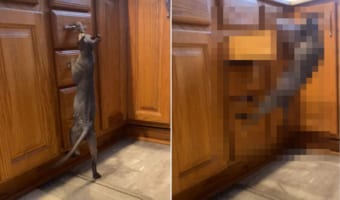 引き戸の取っ手をつたって登ろうとしたネコ。すると、この後まさかなサプライズが待っていたのでした!