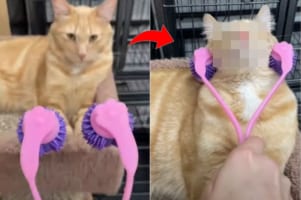 「極楽だニャ～」首のマッサージを受ける猫。気持ちいいのか昇天しそうな顔になってしまいました