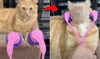 「極楽だニャ~」首のマッサージを受ける猫。気持ちいいのか昇天しそうな顔になってしまいました