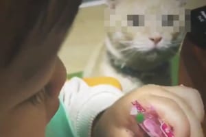 「あの・・・、それって『あの美味しいやつ』じゃ」女の子が食べているゼリーを大好物のちゅ～るだと思っている猫の視線がなんとも面白い