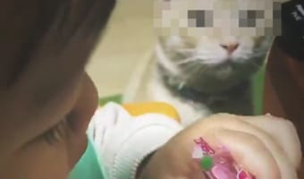 「あの・・・、それって『あの美味しいやつ』じゃ」女の子が食べているゼリーを大好物のちゅ～るだと思っている猫の視線がなんとも面白い