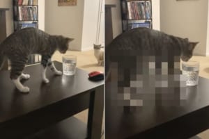 ルーティーンなのかな？グラスに入った水を口にする前に猫がとった行動とは？？
