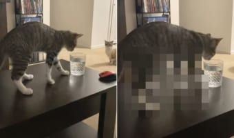 ルーティーンなのかな?グラスに入った水を口にする前に猫がとった行動とは??