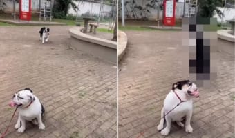 キレッキレのステップを踏んでやってきたり、ノリノリのダンスを披露する犬。その姿がとてもチャーミング！