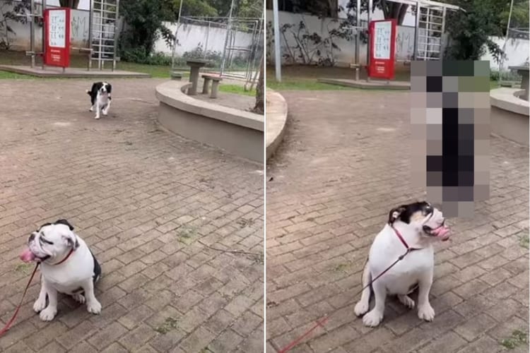 キレッキレのステップを踏んでやってきたり、ノリノリのダンスを披露する犬。その姿がとてもチャーミング！