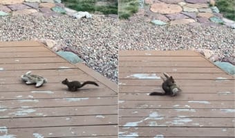 ウサギのぬいぐるみ気に入ったの?愛犬が忘れていったオモチャで遊ぶ庭にあらわれたリスがとっても楽し気でかわいい!!