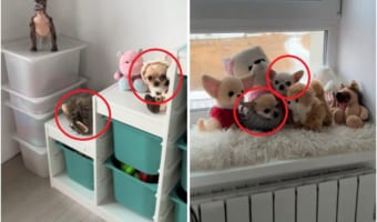 部屋に何匹いるの??ぬいぐるみみたいにかわいい子犬たちがみんなでかくれんぼしているみたいです!!