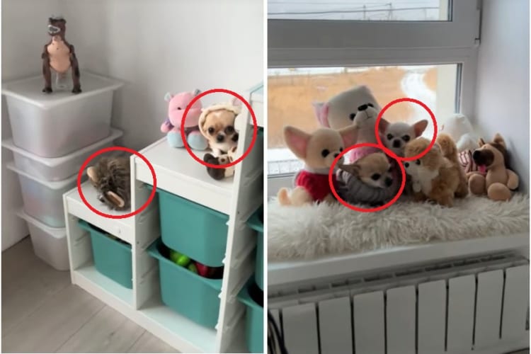 部屋に何匹いるの？？ぬいぐるみみたいにかわいい子犬たちがみんなでかくれんぼしているみたいです！！