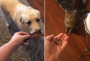 「僕はお兄ちゃんだからね！」妹のようにかわいがる猫に食事を絶対先に食べてもらいたい優しい犬