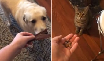「僕はお兄ちゃんだからね!」妹のようにかわいがる猫に食事を絶対先に食べてもらいたい優しい犬