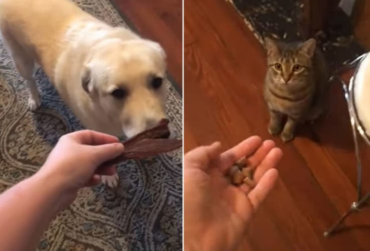 「僕はお兄ちゃんだからね！」妹のようにかわいがる猫に食事を絶対先に食べてもらいたい優しい犬