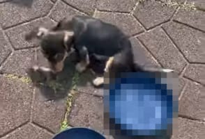 「プールで遊びたい！」日向ぼっこをしていたダックスフンドは水浴びをしたくなったらしく『あるもの』に入り込んでしまいました