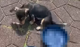 「プールで遊びたい！」日向ぼっこをしていたダックスフンドは水浴びをしたくなったらしく『あるもの』に入り込んでしまいました