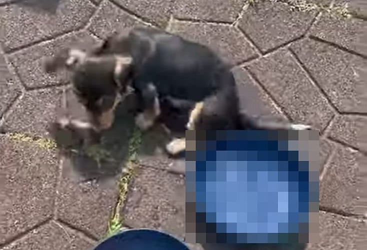 「プールで遊びたい！」日向ぼっこをしていたダックスフンドは水浴びをしたくなったらしく『あるもの』に入り込んでしまいました