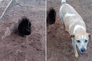 いったいどれだけ掘ったの？！愛犬が庭に掘った穴が深すぎて、掘っている犬の姿が見えないほどです