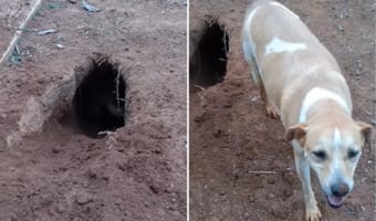 いったいどれだけ掘ったの?!愛犬が庭に掘った穴が深すぎて、掘っている犬の姿が見えないほどです
