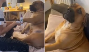 嫌なものは嫌！体の大きな犬が耳掃除されるのが嫌で必死に抵抗するも・・・、最後は飼い主さんの勝利！！