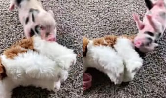 犬のぬいぐるみに飛びかかるけど、ちっちゃすぎて自分もコロコロ床を転がってしまうミニブタ。その姿がかわいすぎる！