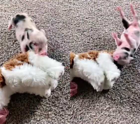 犬のぬいぐるみに飛びかかるけど、ちっちゃすぎて自分もコロコロ床を転がってしまうミニブタ。その姿がかわいすぎる！