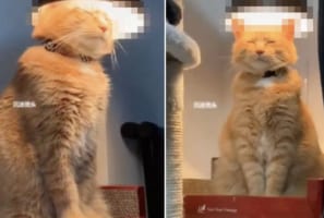 電気スタンドで温まるネコの姿に既視感あると思ったら・・・、美容院で見かける『あの光景』にそっくり！