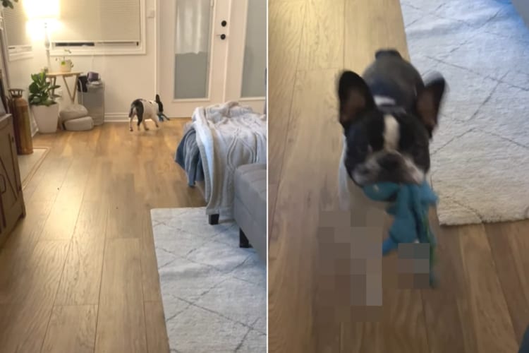 飼い主さんにおもちゃを投げてもらったフレンチブルドッグ。取りに行って楽しくなったのか、思わずステップを踏んじゃいます！！