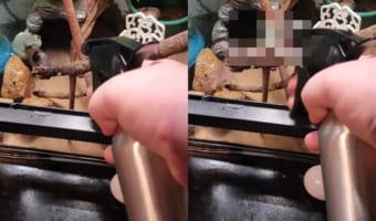 凄まじいファイティングスピリッツ!体を湿らせてくれる霧吹きに戦いを挑まんとカエルが飛び掛かってきました!!