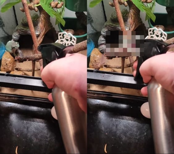 凄まじいファイティングスピリッツ！体を湿らせてくれる霧吹きに戦いを挑まんとカエルが飛び掛かってきました！！