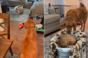 外から帰ってきたゴールデンレトリバー。リビングの見知らぬカゴにたじろぐも・・・、そこには新しいお友達がいて大喜び！！