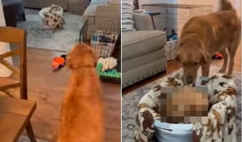 外から帰ってきたゴールデンレトリバー。リビングの見知らぬカゴにたじろぐも・・・、そこには新しいお友達がいて大喜び！！