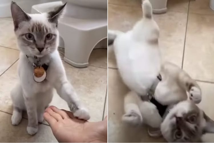 飼い主さんの手と遊ぶ猫。飼い主さんにもう一回顔を撫でてもらえると思ったのか・・・、前のめりになりすぎてしまったようです