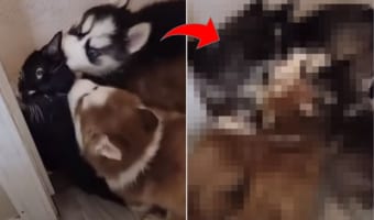 猫に群がるのはハスキーの子犬！子犬！！子犬たち！！！徐々に増えていって最後はもみくちゃにされてしまっています！！
