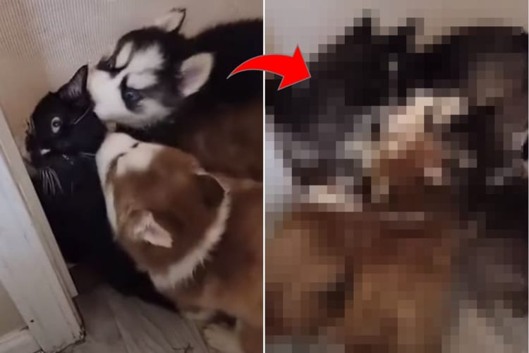 猫に群がるのはハスキーの子犬！子犬！！子犬たち！！！徐々に増えていって最後はもみくちゃにされてしまっています！！