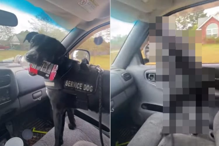 大好きなおばあちゃん家が近付いているのに気付いて、うれしさ爆発した犬。興奮して思わず車から身を乗り出しちゃいます！