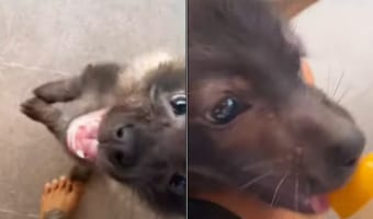 これはなかなか珍しい!哺乳瓶をおねだりしているかわいいこの子は・・・、なんとブラウンハイエナの赤ちゃん!!