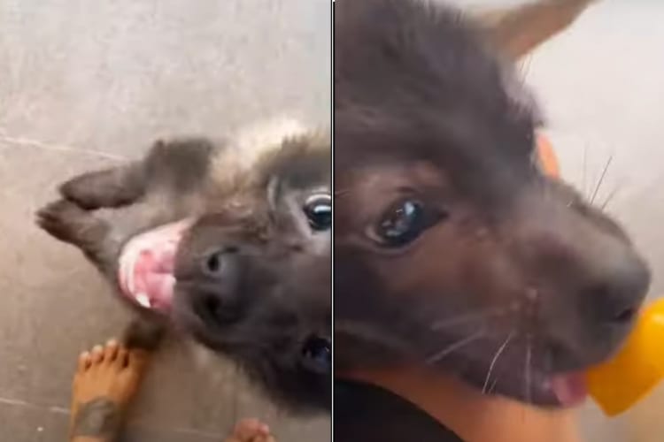 これはなかなか珍しい！哺乳瓶をおねだりしているかわいいこの子は・・・、なんとブラウンハイエナの赤ちゃん！！