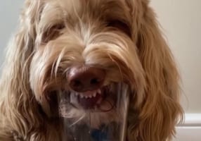 グラスだと深さがありすぎたね・・・。氷をなめ続けるゴールデンドゥードル、氷が入っているのがグラスだからなんだか大変そう。