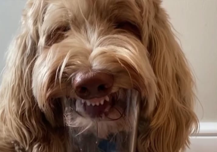 グラスだと深さがありすぎたね・・・。氷をなめ続けるゴールデンドゥードル、氷が入っているのがグラスだからなんだか大変そう。