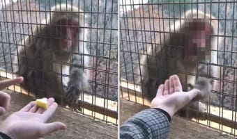 「ウソ？！どういうこと！！」手の上に置かれた果実が消えるマジックを披露され、サルが明らかに驚いている顔をして見せました