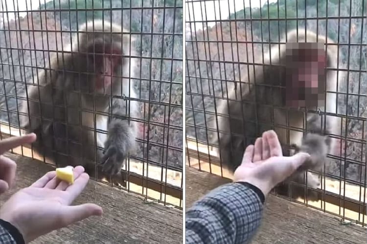 「ウソ？！どういうこと！！」手の上に置かれた果実が消えるマジックを披露され、サルが明らかに驚いている顔をして見せました